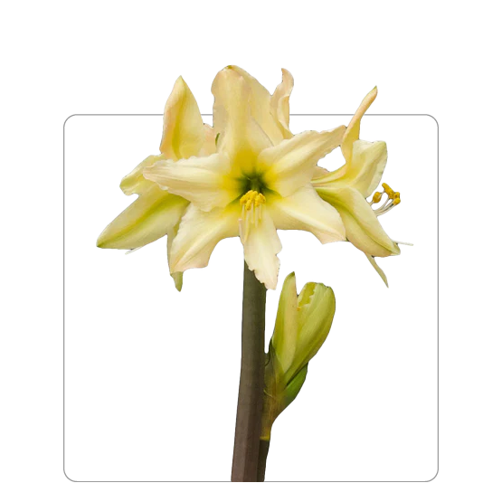 Amaryllis Aurora