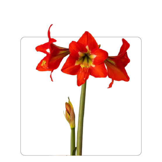 Amaryllis Bright Spark