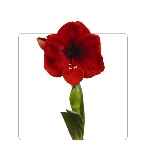 Amaryllis Cayenne