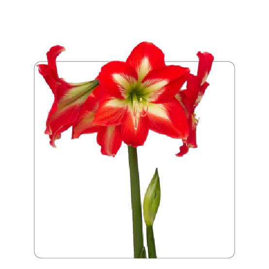 Amaryllis Christmas Star