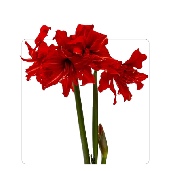 Amaryllis Fanfare