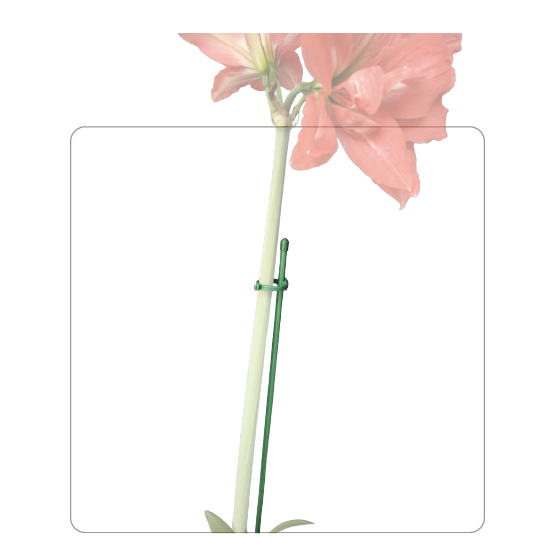 Flower Stem Support