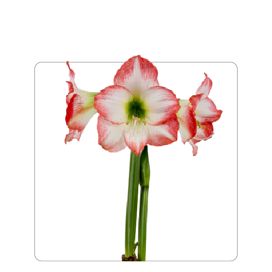 Amaryllis Jester