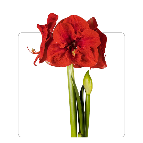 Amaryllis Merry Christmas